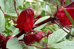 Roselle Özü
