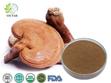 reishi özü