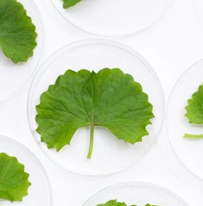 Centella asiatica ekstresinin cilt bakımında faydaları